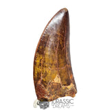 20042 - Gem Grade Carcharodontosaurus saharicus Dinosaur Tooth IN CATAWIKI AUCTION NOW