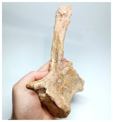 1144 - Amazing Complete Spinosaurus Dinosaur Caudal (Tail) Vertebra Bone Cretaceous KemKem