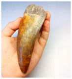 1315 - Investment Grade 12,6cm Carcharodontosaurus saharicus Dinosaur Tooth - Cretaceous KemKem Beds