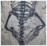 S230 - Nicely Preserved Keichousaurus hui Early Triassic Marine Reptile