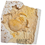 J284 - Finest Quality Fossil Crab (Potamon) Preserved in Travertine - Turkey Location