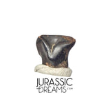 J427 - Exceedingly Rare Denversaurus schlessmani Nodosaurid Armored Dinosaur Tooth - Lance Creek Fm