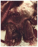 J332 - Museum Grade Large SPIDER & VELVET ANT Rare MUTILLIDAE Fossil Inclusion Genuine BALTIC AMBER + HQ Picture