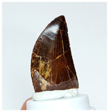 1021 - Gem Grade Carcharodontosaurus saharicus 1.25'' Dinosaur Tooth