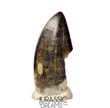 J425 - Tyrannosaur Dinosaur Tooth - Nanotyrannus sp - Late Cretaceous - Hell Creek Fm