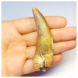 1308 - Large Suchomimus tenerensis Spinosaurid Dinosaur Tooth - Cretaceous Elrhaz Fm