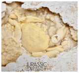 J183 - Huge Fossil Crab (Potamon) Preserved in Travertine - Turkey Location