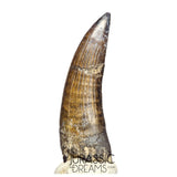 S46 - Top Huge Suchomimus tenerensis Spinosaurid Dinosaur Tooth
