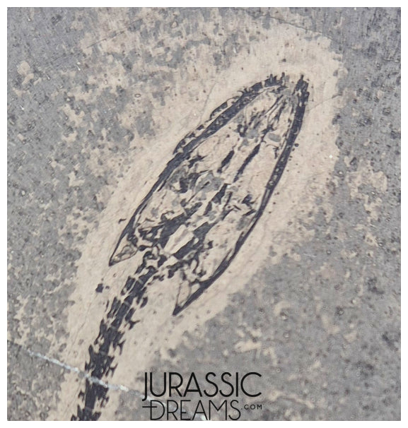 S334 - Large Keichousaurus hui Early Triassic Marine Reptile WITH PRESERVED TEETH