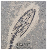 S334 - Large Keichousaurus hui Early Triassic Marine Reptile WITH PRESERVED TEETH