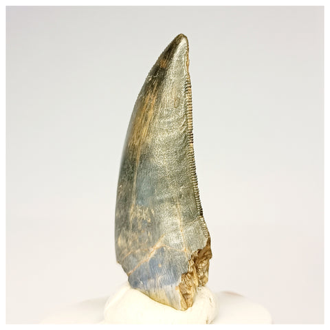 1321 - Gem Grade Afrovenator abakensis Megalosaurid Dinosaur Tooth Jurassic Tiouraren Fm