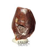 S481 - Exceedingly Rare Iguanodontian (cf Elrhazosaurus or Lurdusaurus) Dinosaur Tooth - Lower Cretaceous