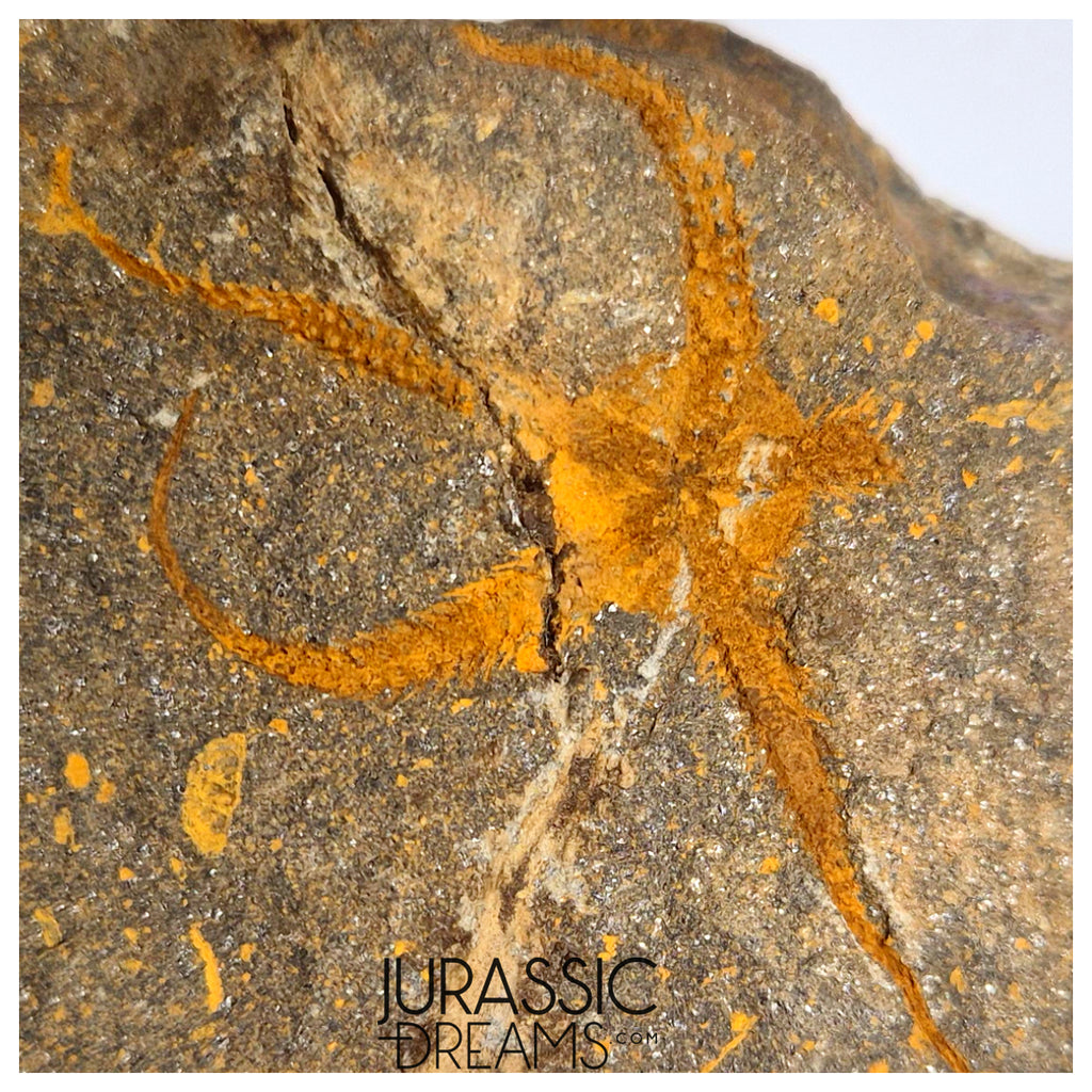 S325 - Nicely Preserved Ordovician Aged Brittle Star (Ophiura sp)