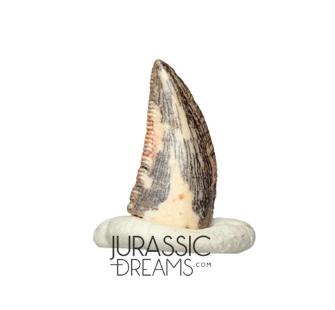 S187 - Gem Grade Abelisaurid (cf Rugops sp) Dinosaur Tooth - Cretaceous KemKem Beds