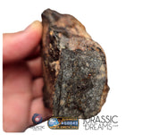 S195 -  "NWA 17596" MAIN MASS Ordinary Chondrite Type LL3 Meteorite 249g