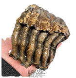 S291 - Nicely Preserved Huge Ice Age Woolly Mammoth (Mammuthus primigenius) Upper Molar Tooth