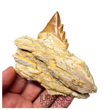 J483 - Nicely Preserved Basilosaurid cf Pappocetus (Whale Ancestor) Molar Tooth in Partial Dentary Bone