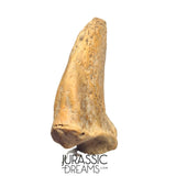 S232 - Amazing Huge Ice Age Cave Bear (Ursus spelaeus) Claw - Upper Pleistocene