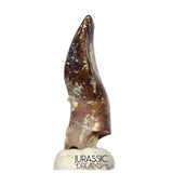 J514 - Top Rare cf Archaeodontosaurus Primitive Prosauropod Dinosaur Tooth - Middle Jurassic