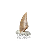 S145 - Finest Quality Dromaeosaurid Raptor Theropod Dinosaur Tooth - Judith River Fm