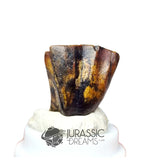 20160 - Finest Grade Ouranosaurus Basal Hadrosaurid Dinosaur Tooth - Cretaceous Elrhaz Fm IN CATAWIKI AUCTION
