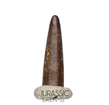 S414 - Top Pristine Nigersaurus taqueti Rebbachisaurid Sauropod Dinosaur Tooth