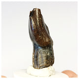 1306 - Top Rooted Jobaria Sauropod Dinosaur Tooth Jurassic Tiouraren Fm