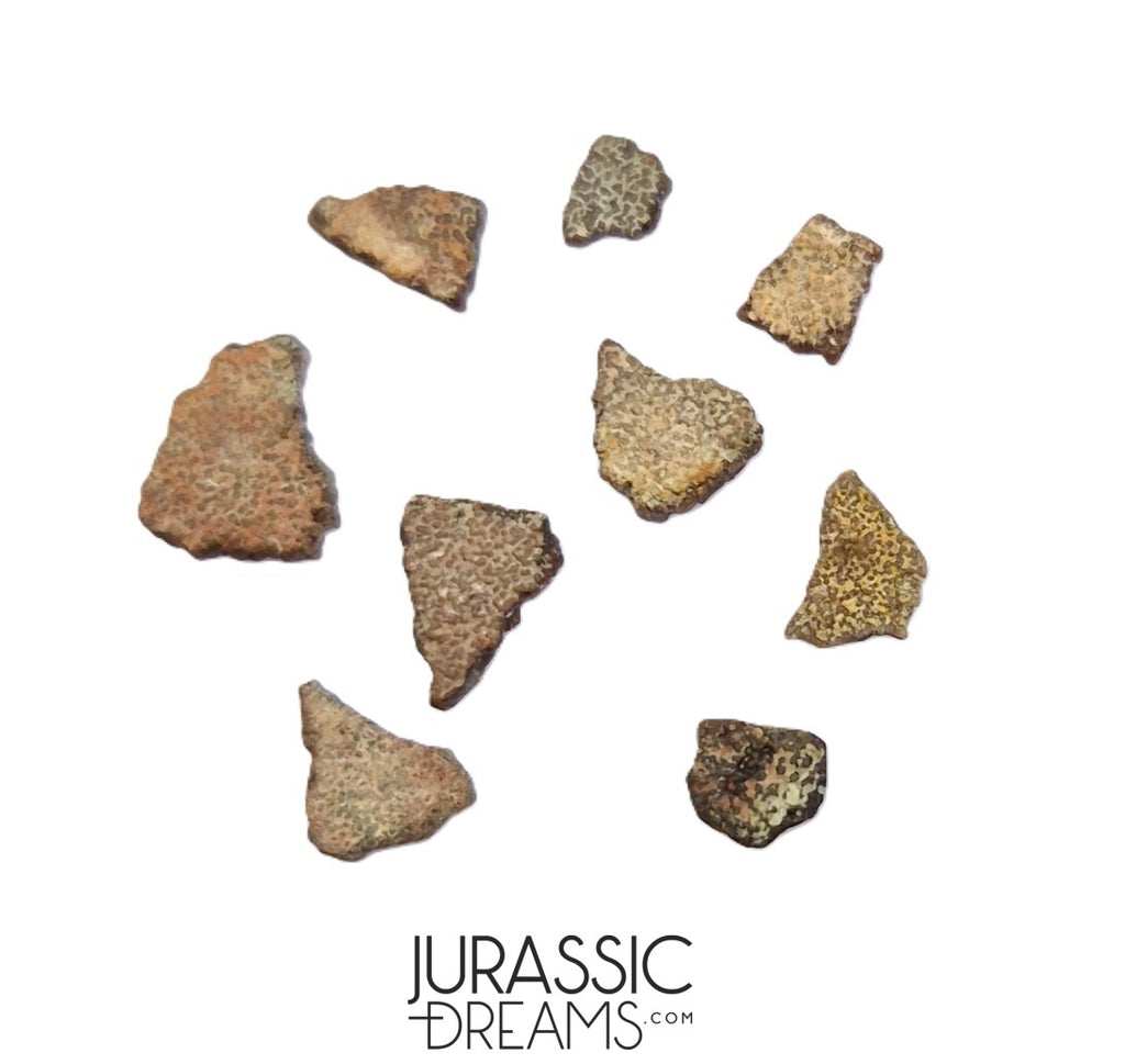 Legend Raptor Shells Top Rare Pyroraptor olympius Raptor Set of 9 Egg Shells - Late ...
