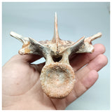 1117 - Complete  Unidentified Crocodile Dorsal Vertebra Bone Late Cretaceous