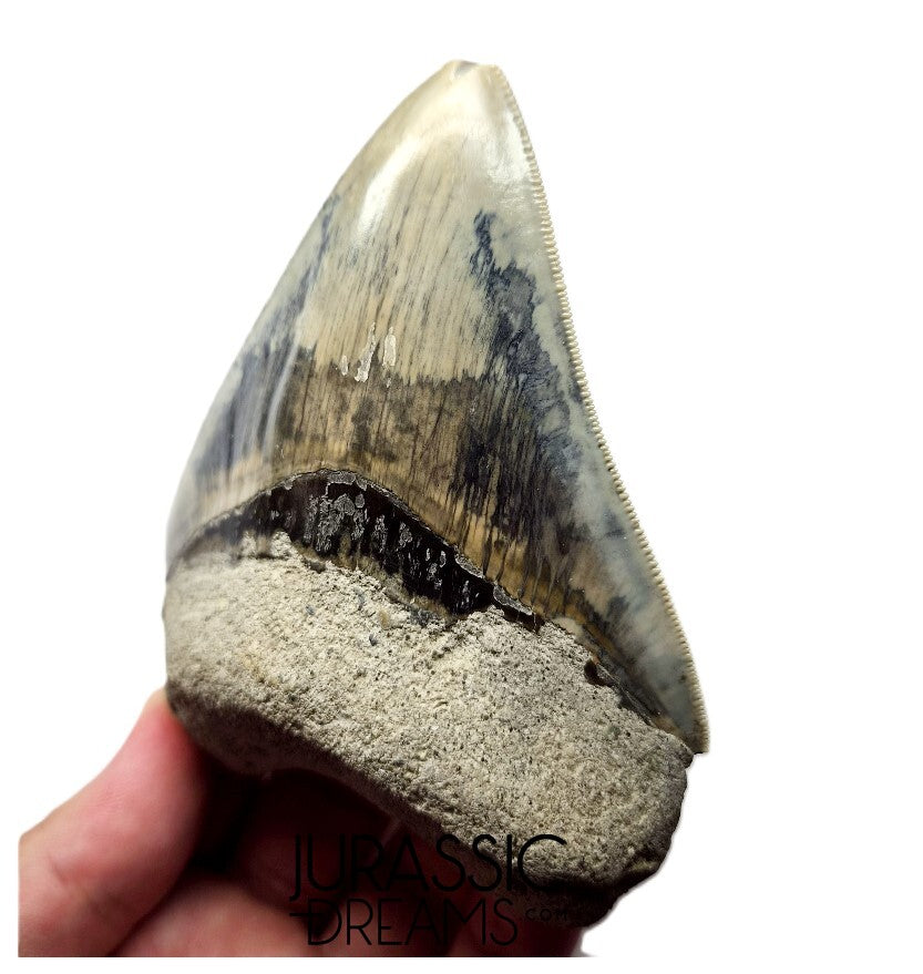 J568 - Gem Grade Killer Blue Megalodon Tooth from Rare Indonesia Location