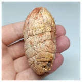 1116 - Coprolite with Digested Fish Scales from Icthyophagous Reptile-Dinosaur