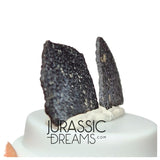 J211 - Exceedingly Rare Hadrosaurid (cf Maisaura peeblesorum) Set of 2 Egg Shells - Late Cretaceous Two Medicine Fm