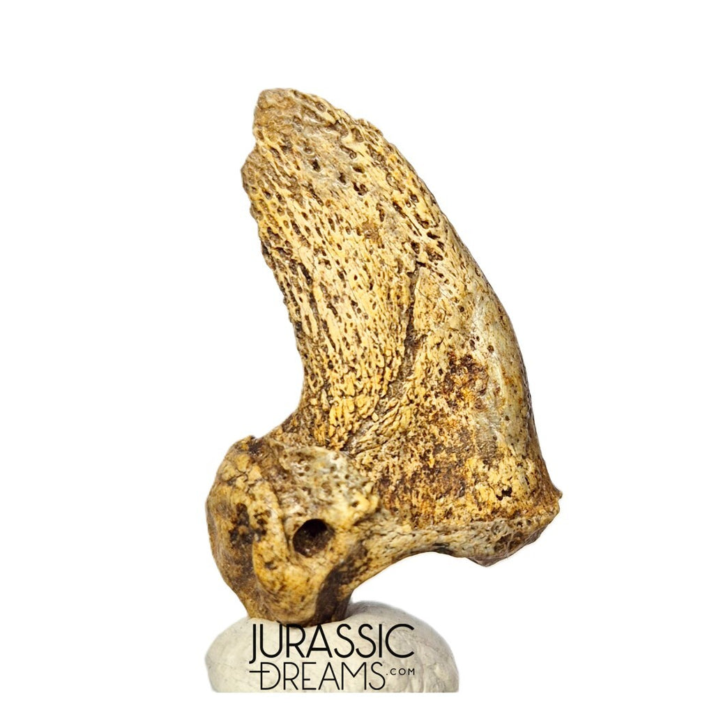 S376 - Amazing Huge Ice Age Cave Bear (Ursus spelaeus) Claw - Upper Pleistocene