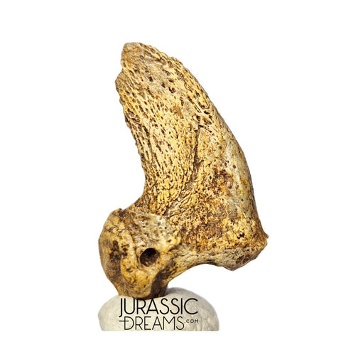 S376 - Amazing Huge Ice Age Cave Bear (Ursus spelaeus) Claw - Upper Pleistocene