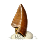 S361 - Outstanding Large Majungasaurus crenatissimus Abelisaurid Dinosaur Tooth - Late Cretaceous