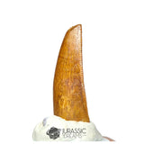 20203 - Unusual Large Abelisaurid Dinosaur Tooth - Cretaceous KemKem Beds