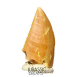 S395 - Finest Quality Majungasaurus crenatissimus Abelisaurid Dinosaur Tooth - Late Cretaceous