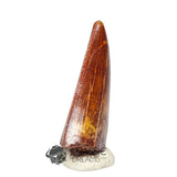20048 - Gem Grade Carcharodontosaurus saharicus Dinosaur Tooth