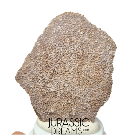 J193 - Exceedingly Rare Saltasaurus Titanosaur Egg Shell - Late Cretaceous Anacleto Fm