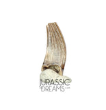 S70 - Exceedingly Rare Paronychodon caperatus (Troodontid Theropod) Dinosaur Tooth - Lance Fm
