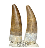 S126 - Set of 2 Finest Quality Suchomimus tenerensis Spinosaurid Dinosaur Teeth