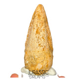 J516 - Nicely Preserved Spinosaurus aegyptiacus Dinosaur Foot Claw - Red Sanstone Beds