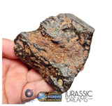 S195 -  "NWA 17596" MAIN MASS Ordinary Chondrite Type LL3 Meteorite 249g