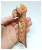 1145- Rare Cretaceous Azhdarchid Pterosaur Metacarpal Bone KemKem Beds