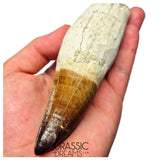 S258 - Outstanding Huge Thalassotitan atrox (Largest known mosasaur species) Rooted Tooth - Late Cretaceous