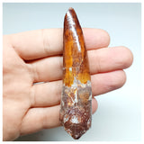 1197 - Gem Grade Spinosaurus aegyptiacus Dinosaur Tooth