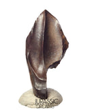 J430 - Finest Quality Large Triceratops horridus three-horned Dinosaur Tooth - Late Cretaceous - Lance Fm