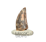S187 - Gem Grade Abelisaurid (cf Rugops sp) Dinosaur Tooth - Cretaceous KemKem Beds