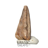 J112 - Rare Juvenile Spinosaurid Dinosaur (cf Suchomimus) Foot Claw - Elrhaz Fm