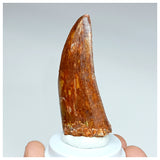 1009 - Nicely Preserved Carcharodontosaurus saharicus 2.44'' Dinosaur Tooth